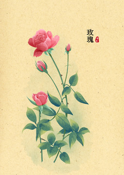手繪玫瑰