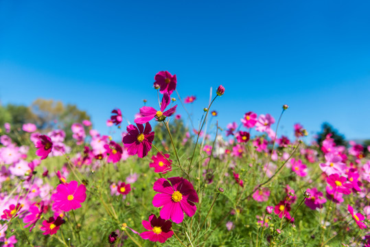 格桑花