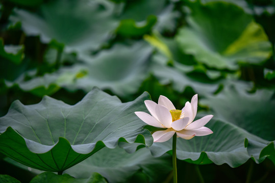 南京莫愁湖公园荷花