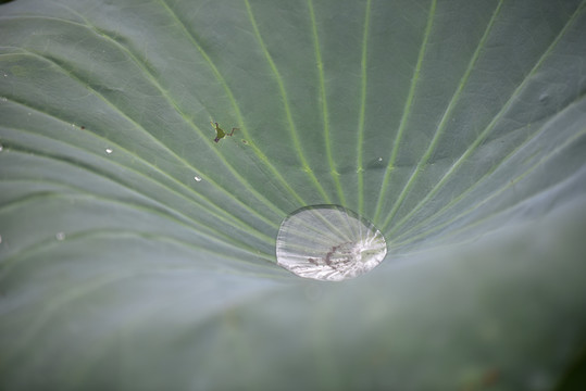 荷叶雨珠