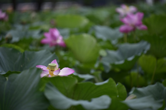 莫愁湖荷花