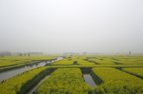 油菜花