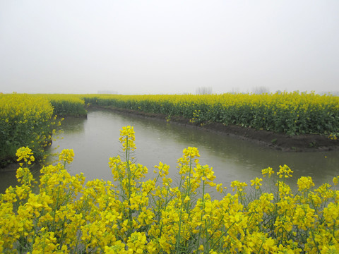 油菜花