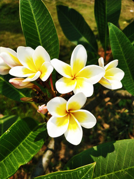 热带名花鸡蛋花