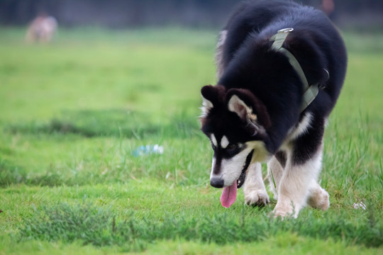 阿拉斯加犬