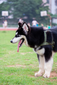 阿拉斯加雪橇犬