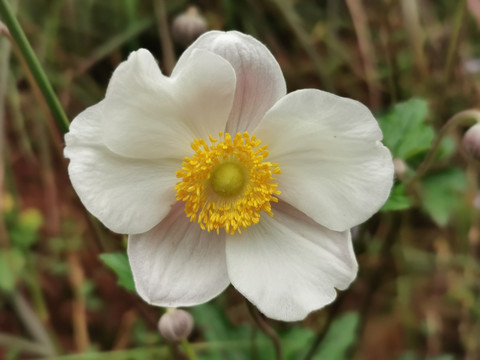 野棉花