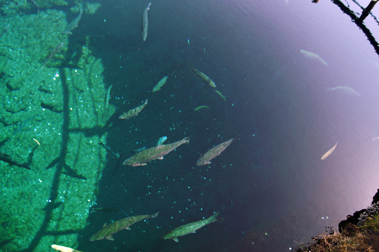 忍野八海