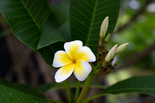 白鸡蛋花