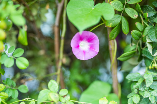 牵牛花