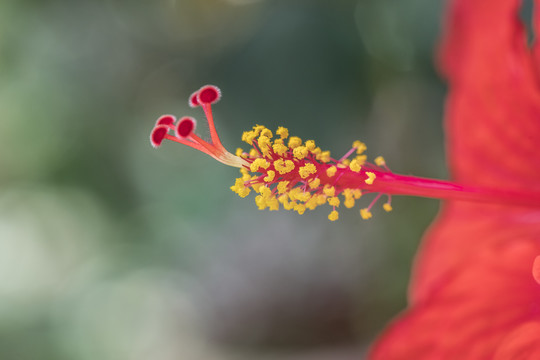 扶桑花蕊