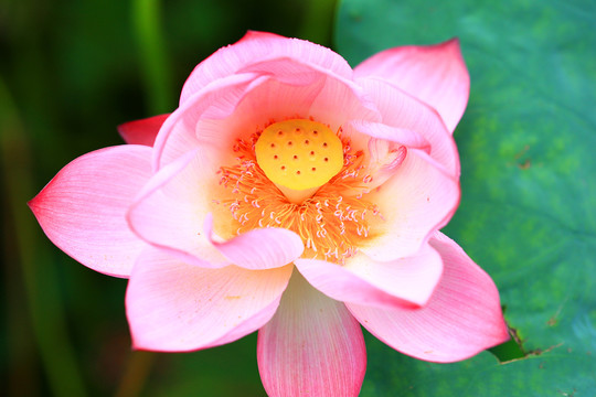 荷花花蕊特写