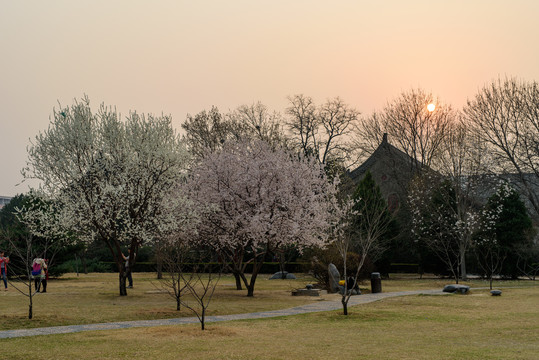 北大校园春色静园六院草坪夕阳