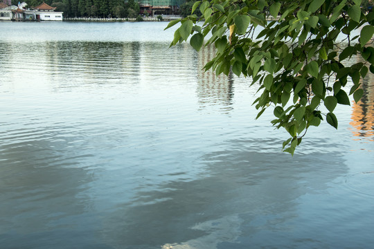 湖面小树