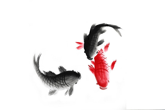 鯉魚