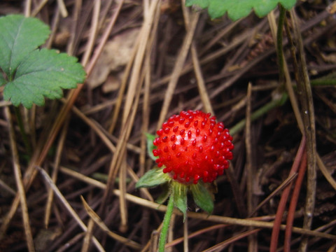 野草莓