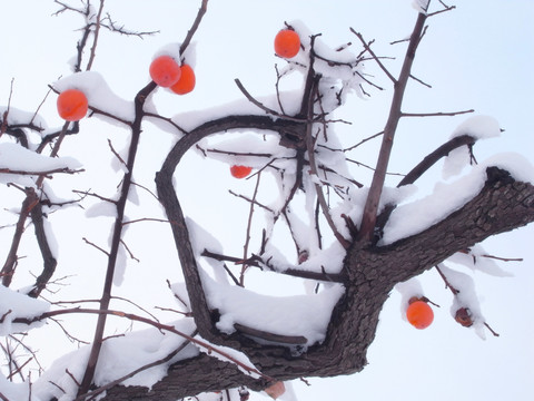 冬天的柿子树