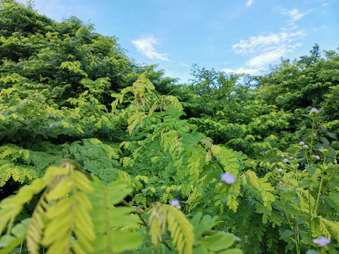 植物