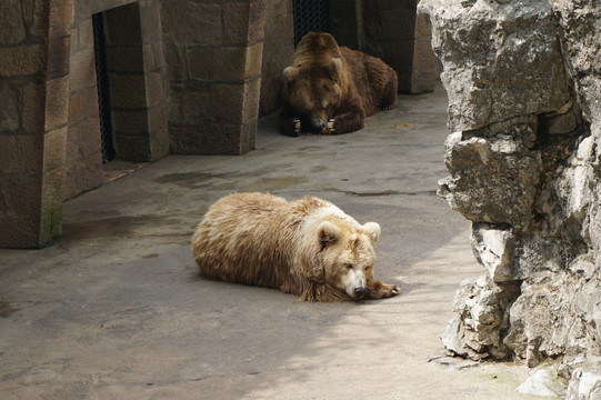 动物园里午休的棕熊