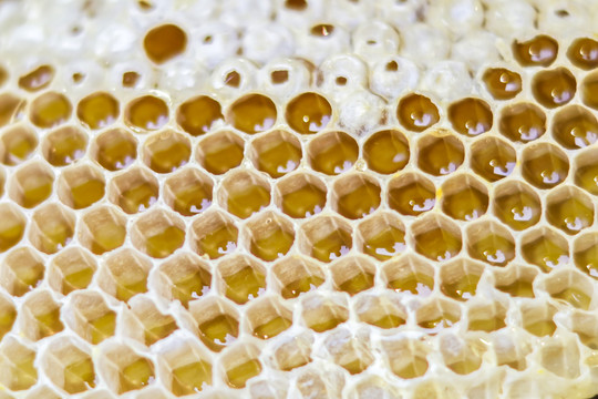 纯天然野生蜂盘蜂蜜