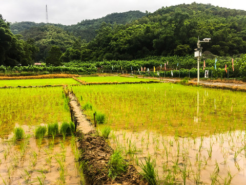 清晨的湿地公园