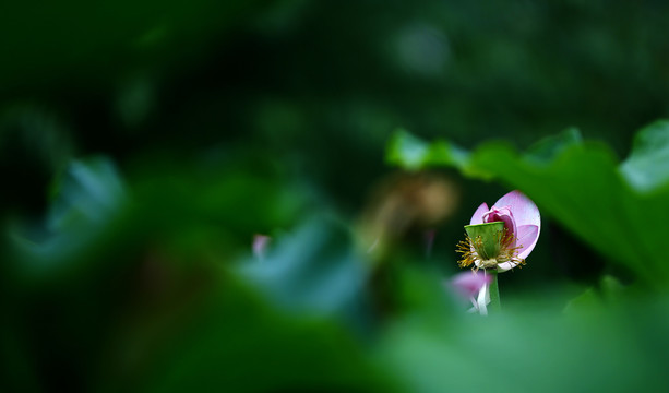 意趣荷花