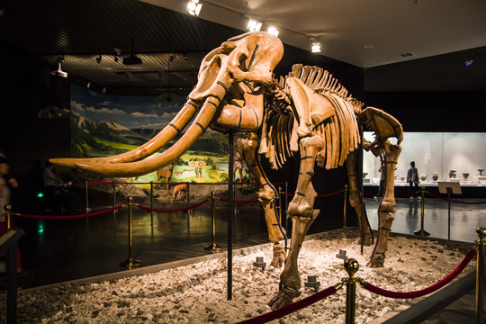 洛阳博物馆远古大象化石