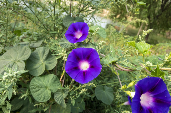 早晨的牵牛花