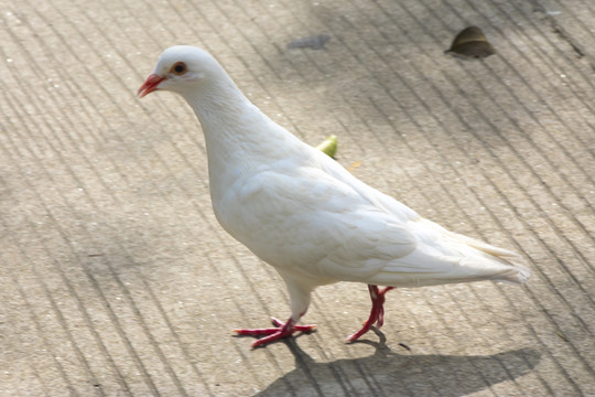 鸽子