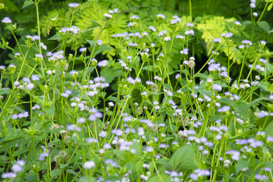 野草