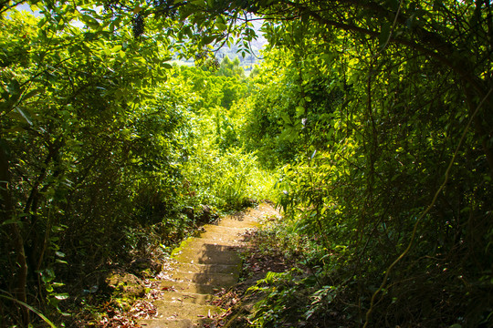 登山道