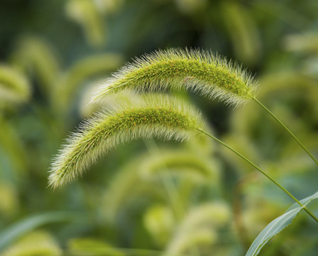 狗尾草