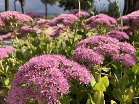 生态公园花卉种植观赏花