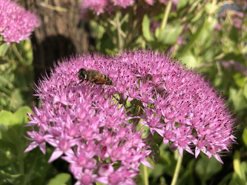 生态公园花卉种植观赏花