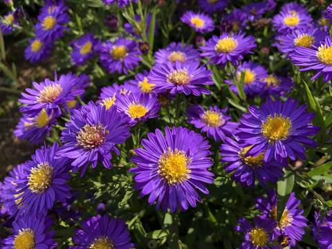 生态公园花卉种植观赏花