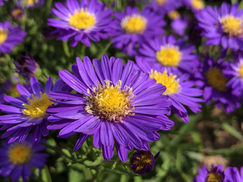 生态公园花卉种植观赏花