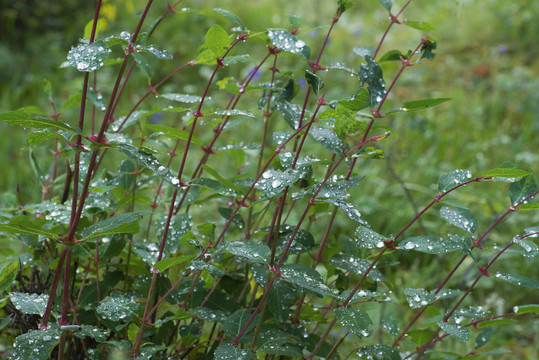 雨水