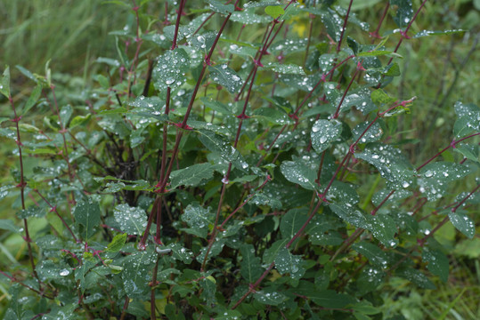 雨水