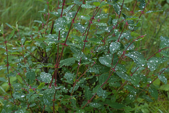 雨水