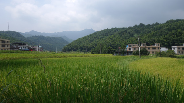 田野