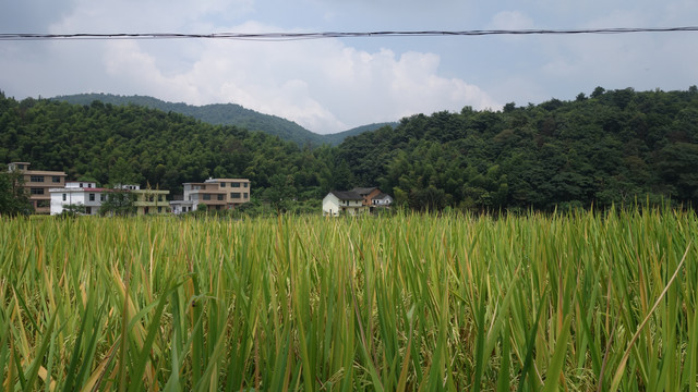 稻田