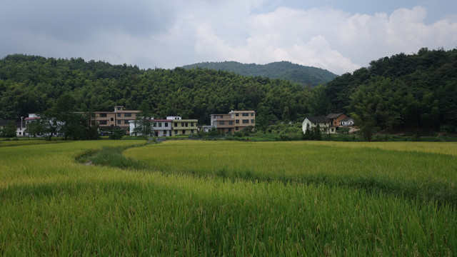 田野村庄