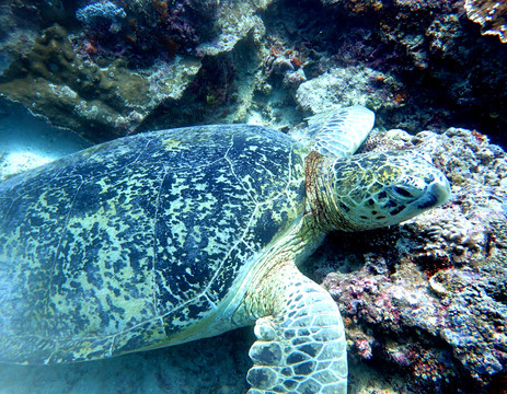 海底海龟