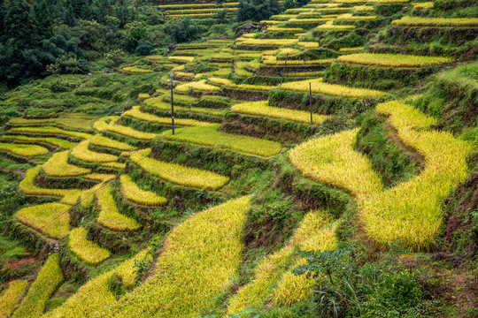 瑶寨梯田