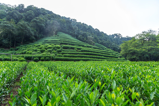 茶山