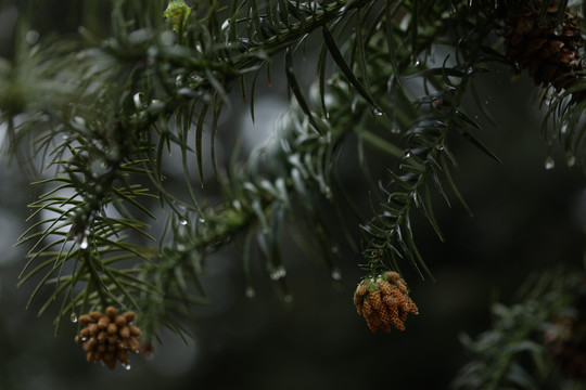 雨滴