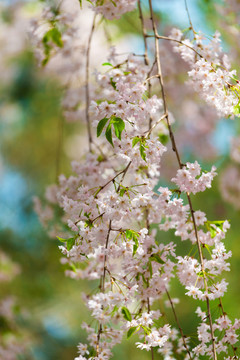 日本樱花