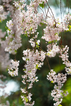 日本樱花