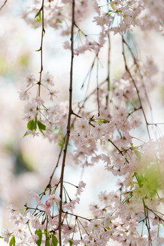 日本樱花