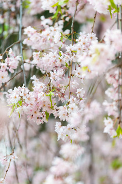 日本樱花